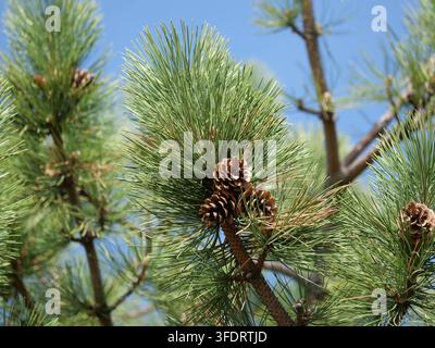 Austrian Pine (Pinus nigra) mature cones and dense green needles on branches in late March in Colorado against a clear blue sky. Stock Photo