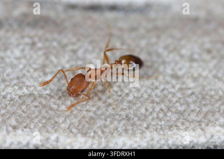 Pharaoh ant worker, Monomorium pharaonis on the desk. Stock Photo