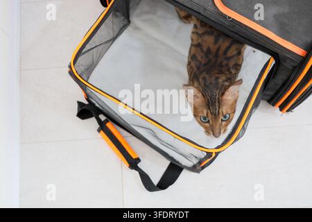 Curious Bengal Cat Sits Inside Black Mesh Pet Carrier With Orange Trim On Light Tile Floor, Viewed From Above. Image Shows Domestic Pet Transport Stock Photo