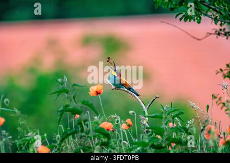 Bienenfresser beim Fressen Stock Photo