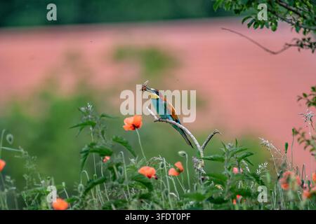Bienenfresser beim Fressen Stock Photo