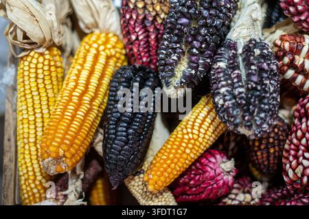 Bright multicolored heirloom corn and maize cobs arranged in a rustic farmers market display, showing textures, autumn harvest vibes and agricultural Stock Photo