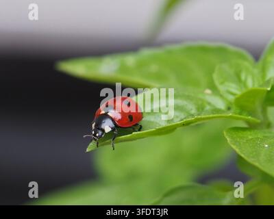 Isolated close-up of a seven-spotted ladybug (Coccinella septempunctata) or seven-spotted ladybird on a leaf of hoary basil (ocimum americanum). Bonn, Stock Photo