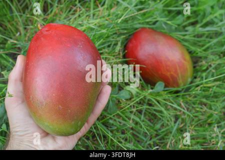 Large ripe mango fruit held in hand with another fresh mango on green grass. Stock Photo
