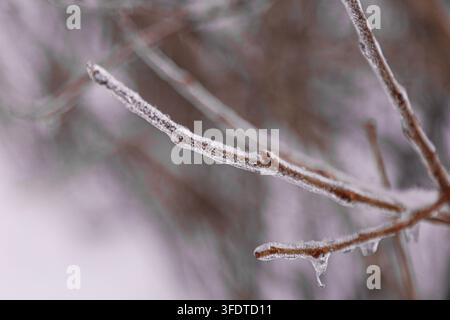 Close up of tree branches covered in frost and ice crystals. Sharp details of frozen nature during winter season with a soft bokeh background. Stock Photo