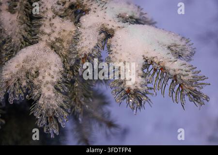 Close up view of pine branches covered in white snow and clear ice glaze. Sharp details of frozen needles and frosty textures in a winter forest. Stock Photo