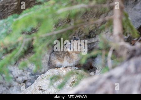 American pika small mammal sitting on rocks under pine branch in mountain forest. Canmore, Alberta, Canada. Stock Photo