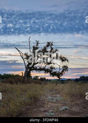 Old Oak Tree Beneath Dramatic Evening Clouds in California Stock Photo