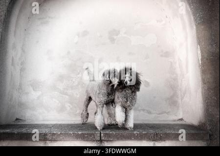 Two Miniature Poodles standing together in niche Stock Photo