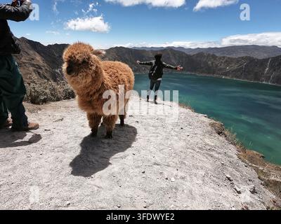 Fluffy Alpaca at Quilotoa Crater Lake in Ecuador Stock Photo