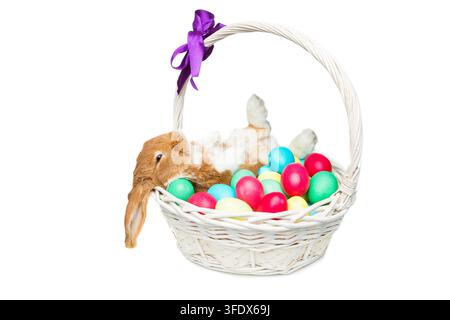 Adorable red domestic lop-eared rabbit sitting in basket with easter colored eggs. Easter bunny. Isolated over white background. Copy space. Stock Photo