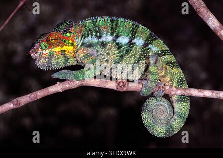 Panther chameleon (Furcifer pardalis), sitting on a branch. Chameleons have specially adapted feet, with fused toes forming opposing grips that allow them to move securely along narrow branches. Photographed in Madagascar. Stock Photo