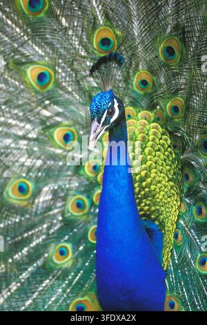 Male blue peacock (Pavo cristatus) displaying its tail feathers. A peacock's train contains more than 100 feathers, each marked with an eyespot that shimmers due to microscopic structures rather than pigment. Stock Photo