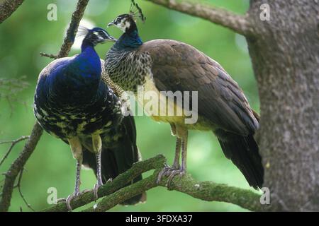 Two young peacocks (Pavo cristatus) perched on a branch. Young peacocks take around three years to develop the full length and colouring of their adult tail feathers. Stock Photo
