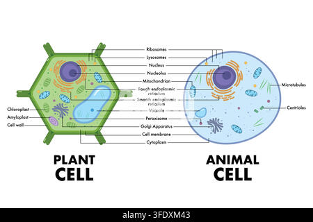 Plant cell and Animal Cell anatomy structure diagram. Educational infographic. Vector illustration Stock Vector