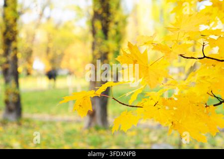 Intense, warm sunrays illuminate the dry, colorful gold maple leaves on the maple tree branch Stock Photo