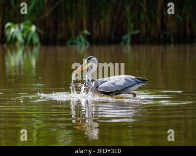 Grey Heron catching fish in water Stock Photo