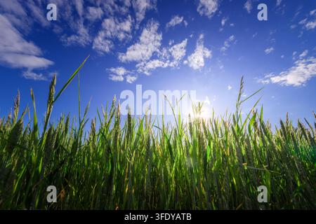 Sunlight pierces through tall green wheat stalks. Blue sky, scattered white clouds, glow above Stock Photo