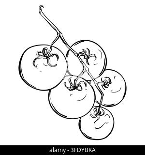 Hanging branch with cherry tomatoes. Vector clipart in doodle style. Linear ink drawing. Farm pomidoro on a white background. Stylized botanical illustration of ripe vegetables. Stock Vector