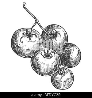 Hanging branch of cherry tomatoes. Retro style vector clip art. Detailed ink drawing imitating engraving. Farm pomodoro on a white background. Detailed botanical illustration of ripe vegetables. Stock Vector