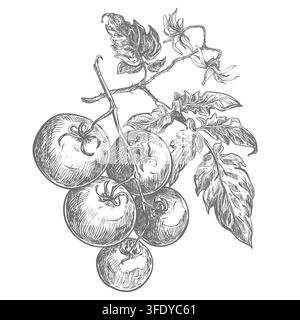 Hanging branch with cherry tomatoes, leaves and flowers. Retro style vector clip art. Farm pomidoro Detailed botanical illustration on a white background. Detailed ink drawing imitating engraving. Stock Vector