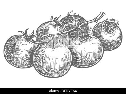 Bunch of tomatoes on a branch in a sketchy style. Vector clip art. Cherry pomidoro lies on a table in engraving style. The hand drawn product labels, recipe cards and kitchen themed designs. Stock Vector