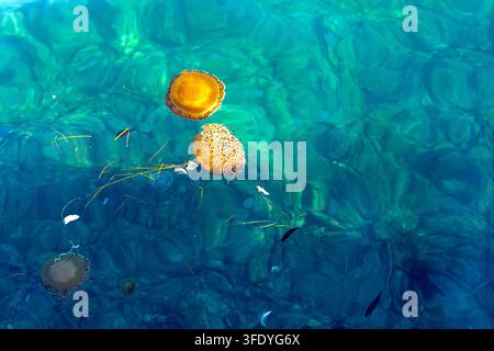 Golden Jellyfish Floating in Clear Turquoise Sea. Golden jellyfish floating near the surface of clear turquoise seawater with small fish and gentle Stock Photo