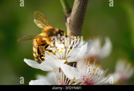 Blossoms of Cherry Plum (Prunus cerasifera) in close-up a honey bee Stock Photo