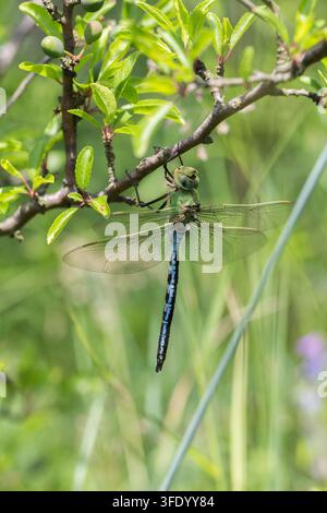 Emperor dragonfly Anax imperator resting on a tree branch among green vegetation in a natural wetland habitat Stock Photo