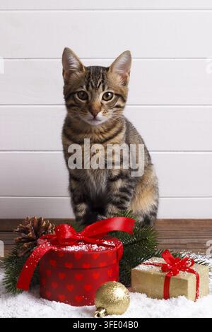 Cute small Bengal kitten and festive gift boxes on snow. holiday card template Stock Photo