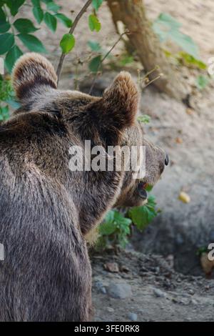Brown bear stands in forested area, alert and watchful. Fur thick and dark, ears rounded and upright. Green leaves and tree roots frame the natural se Stock Photo
