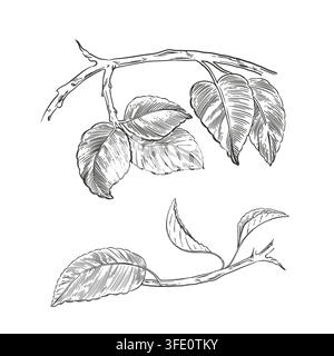 Branches of a fruit tree with leaves, hand-drawn in ink. Vector illustrations for decoration, packaging design, invitations and coloring books. Vector Stock Vector