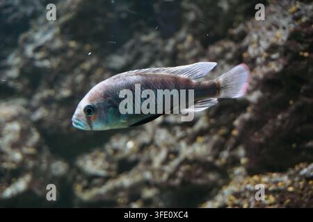 Close up of a small blue and red striped Haplochromis vonlinnei cichlid fish swimming in Lake Victoria in Africa Stock Photo