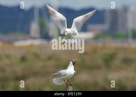 Black-headed gulls interaction during breeding season with one gull landing and another perched on a wooden post Stock Photo