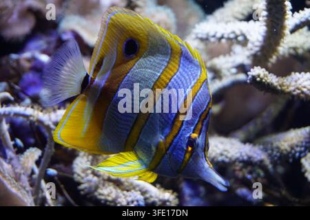 Close up of a colorful yellow and white striped copperband butterflyfish (Chelmon rostratus) swimming at an exotic coral reef in the Pacific Ocean Stock Photo