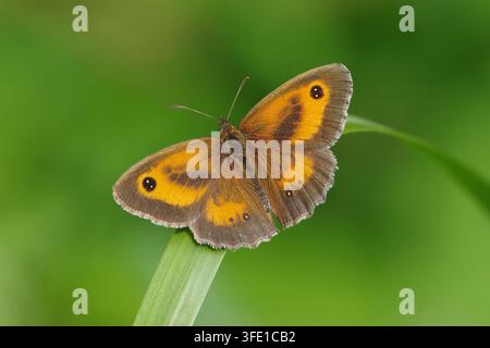 Gatekeeper Butterfly (Pyronia tithonus) with Wings Spread Open Sitting on a Green Grass Leaf in Nature, Macro Closeup View Stock Photo