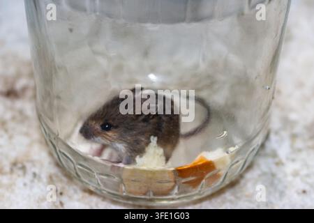 Small wild field mouse trapped inside a clear glass jar with some food crumbs waiting for rescue and relocation into nature, close-up shot of the frig Stock Photo