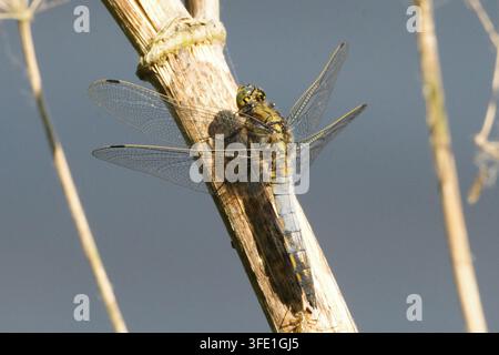 Black-tailed skimmer dragonfly (Orthetrum cancellatum) perched on a dry reed branch near water, close-up macro shot of insect in wild nature Stock Photo
