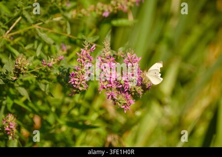 Small white butterfly feeding on nectar from purple loosestrife flowers, surrounded by dense green vegetation and flowering stems in sunlight. Stock Photo