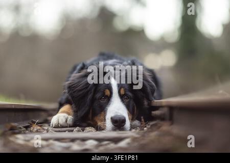 Bernese Mountain Dog Stock Photo