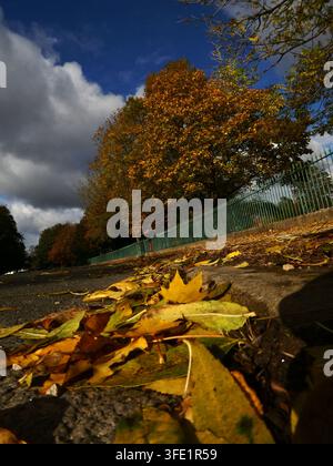 golden autumnal leaves shot against a deep blue sky Stock Photo