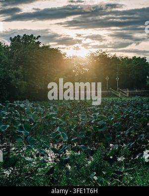 A pond filled with lotus leaves reflects warm evening light beneath trees and a stone garden walkway. Stock Photo