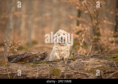 Havanese sits on log in autumn forest Stock Photo
