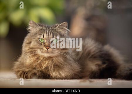 German Longhair Cat resting and looking directly at camera Stock Photo