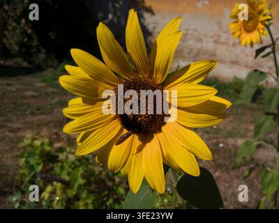 Close-up front view of a vibrant yellow sunflower blooming with a large carpenter bee Xylocopa violacea on the dark center disk. Stock Photo