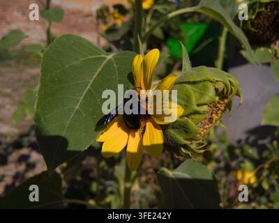 Close-up view of a large black carpenter bee Xylocopa violacea with glossy purple wings feeding on a yellow sunflower. Stock Photo