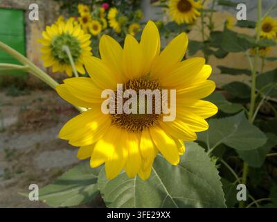 Close-up view of a young yellow sunflower blooming with a fresh green center and another flower seen from behind in a rustic backyard. Stock Photo