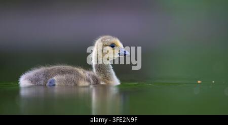 Cute gosling of the endangered lesser white-fronted goose (Anser erythropus) swimming gracefully on calm green water. Close-up photo of a fluffy wild Stock Photo