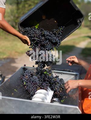 Two workers pouring grape in grape squezzing machine Stock Photo