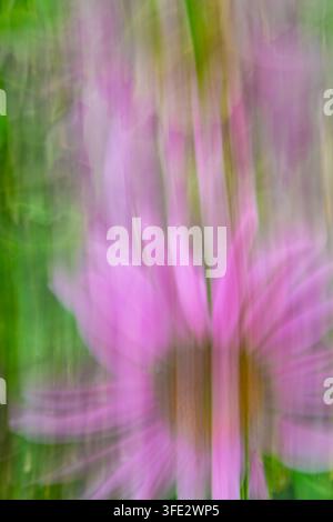 Close-up. Blurred image. Movement. Abstract background. Blooming purple coneflower. Irregular, pink, green, and orange, smudged flowers and leaves. Stock Photo